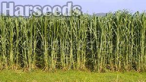 Bajra Grass Seeds