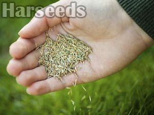 Cow Grass Seeds