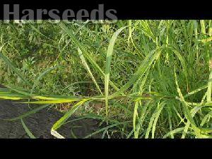 Elephant Gold Grass Seeds