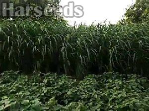 Gopi Krishna Grass Seeds