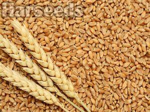 Karan Vandana Wheat Seeds