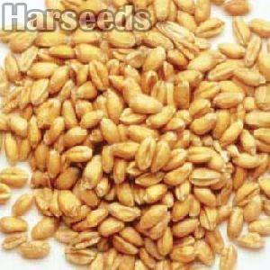 Kudrat 9 Wheat Seeds