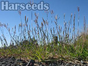 Marvel Grass Seeds