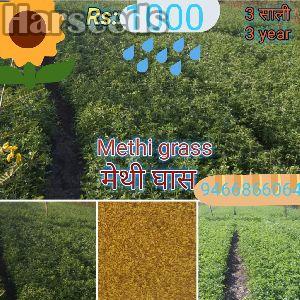 Methi Grass Seeds