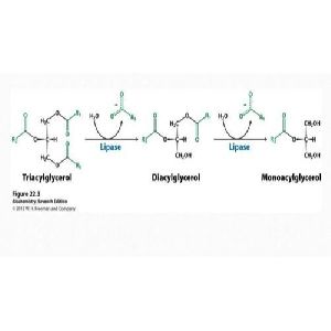 Pharmaceutical Lipase Powder