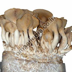 King Oyster Mushroom Spawn