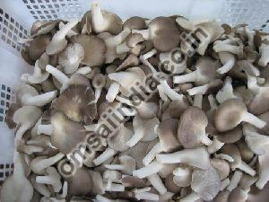 Sajor Caju Mushroom Spawn