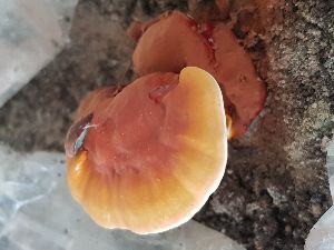 Dry Rishi Mushroom