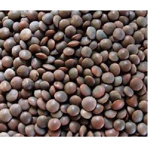 Black Masoor Dal