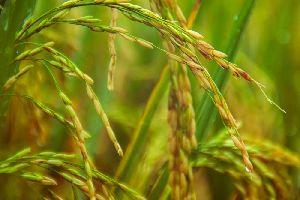 1509 White Sella Long Grain Rice