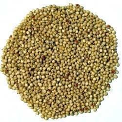 Jowar Seeds