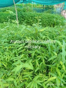 Agarwood Seeds