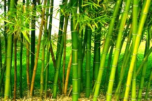 Tulda Bamboo Raozone Plant