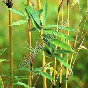 Melocanna Baccifera Bamboo Plant