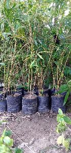 Yellow Bamboo Plant