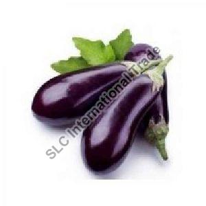 Fresh Brinjal