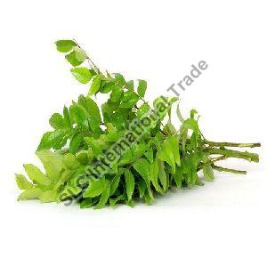 Fresh Curry Leaves
