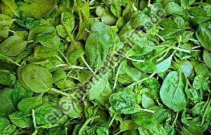 Fresh Spinach