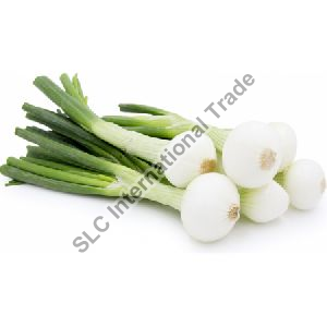 Fresh Spring Onion