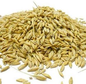 Barley Seeds