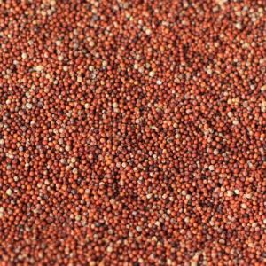 Finger Millet Seeds