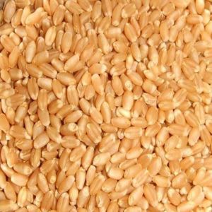 Lokwan Wheat Grain