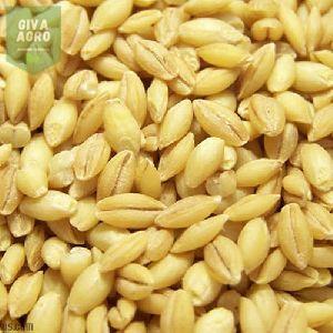 Dehusked Barley Grain