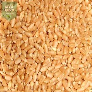 Lokwan Wheat Grain