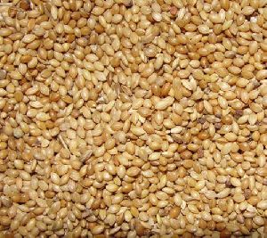 Foxtail Millet Seeds