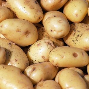 Fresh Pukhraj Potato