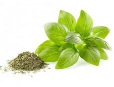 Basil Essential Oil