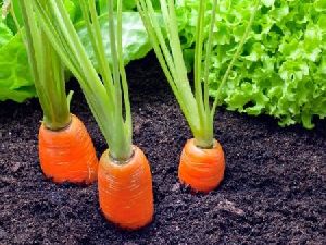 Carrot Seed Essential Oil