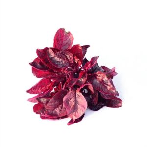 Fresh Red Amaranth Leaves