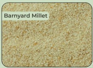 Barnyard Millet Seeds