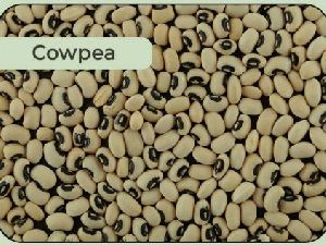 Cowpea Seeds