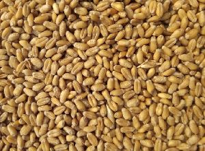 Meslin Durum Wheat