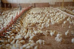 Antibiotic for Poultry & Cattle