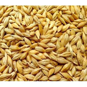 Barley Seeds