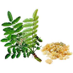 Boswellia Extract (Boswellia serrata)