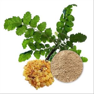 Boswellia Serrata Extract