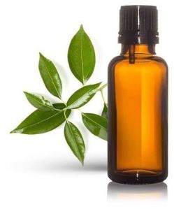 Camphor Essential Oil