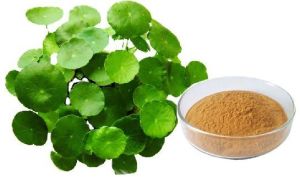 Gotu Kola Extract (Centella Asiatica)