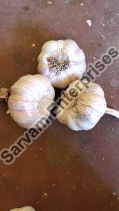 BOM Garlic