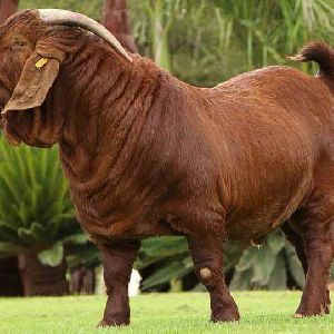 Live Boer Goat