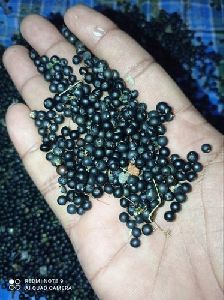 Nepali Shatavari Seeds