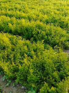 White Shatavari Plants