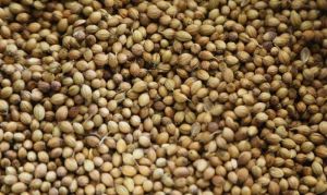 Coriander Seeds