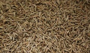 Cumin Seeds