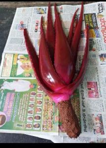 Red Aloe Vera