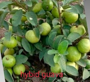 Guava